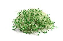 Broccoli Sprouts Broccoli Sprouts